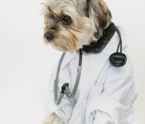 Doctor Dog